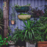 rustic patio plants