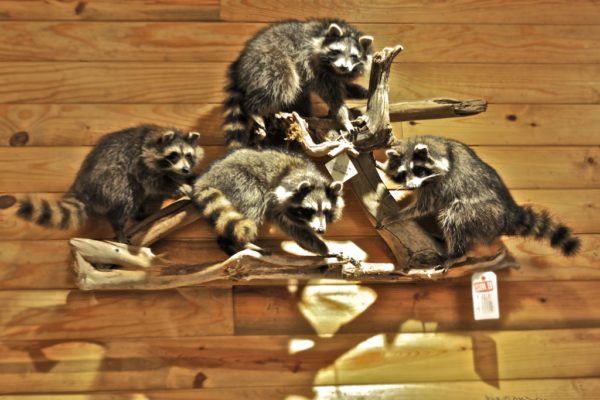 taxidermy raccoons