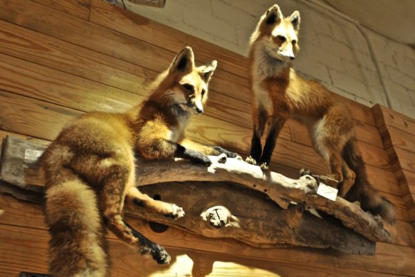 taxidermy foxes